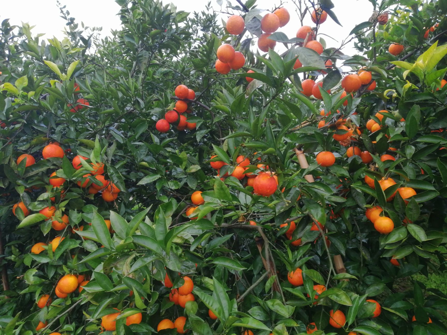 资中血橙采摘期果园直供