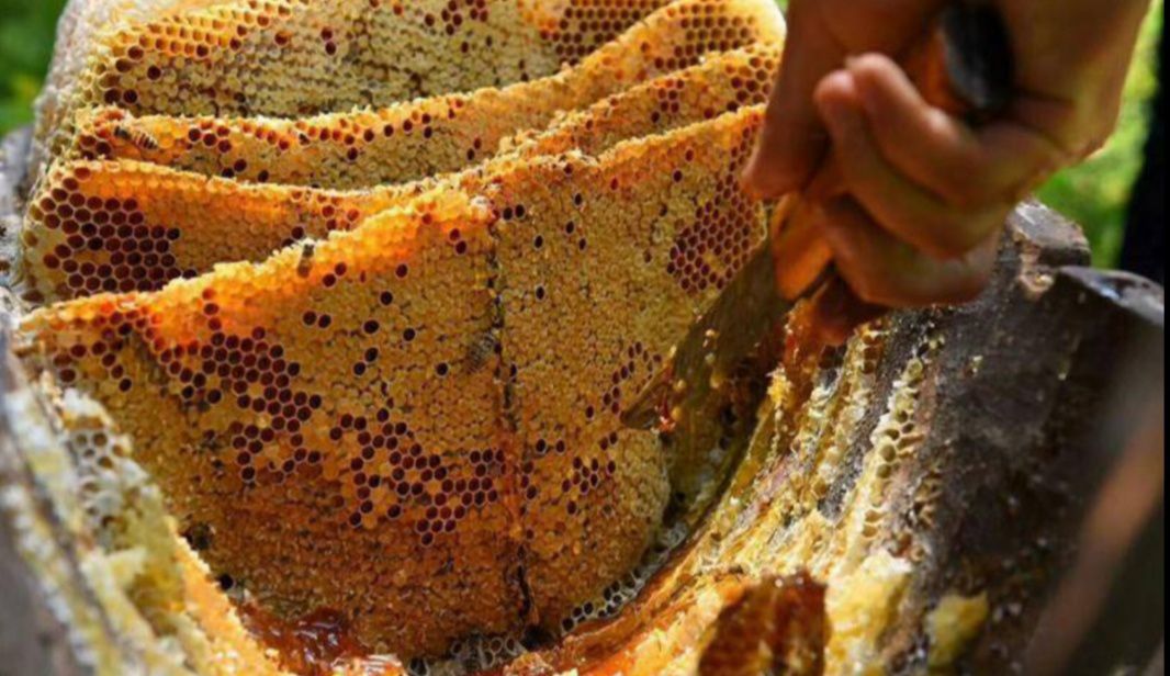 自家土蜂蜜出售 原生态 百花蜜 非加工原产地直供 欢迎采购
