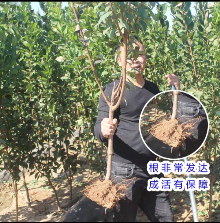 脆红李子树苗嫁接庭院盆栽南北方种植现挖先发包邮到家正宗李子树