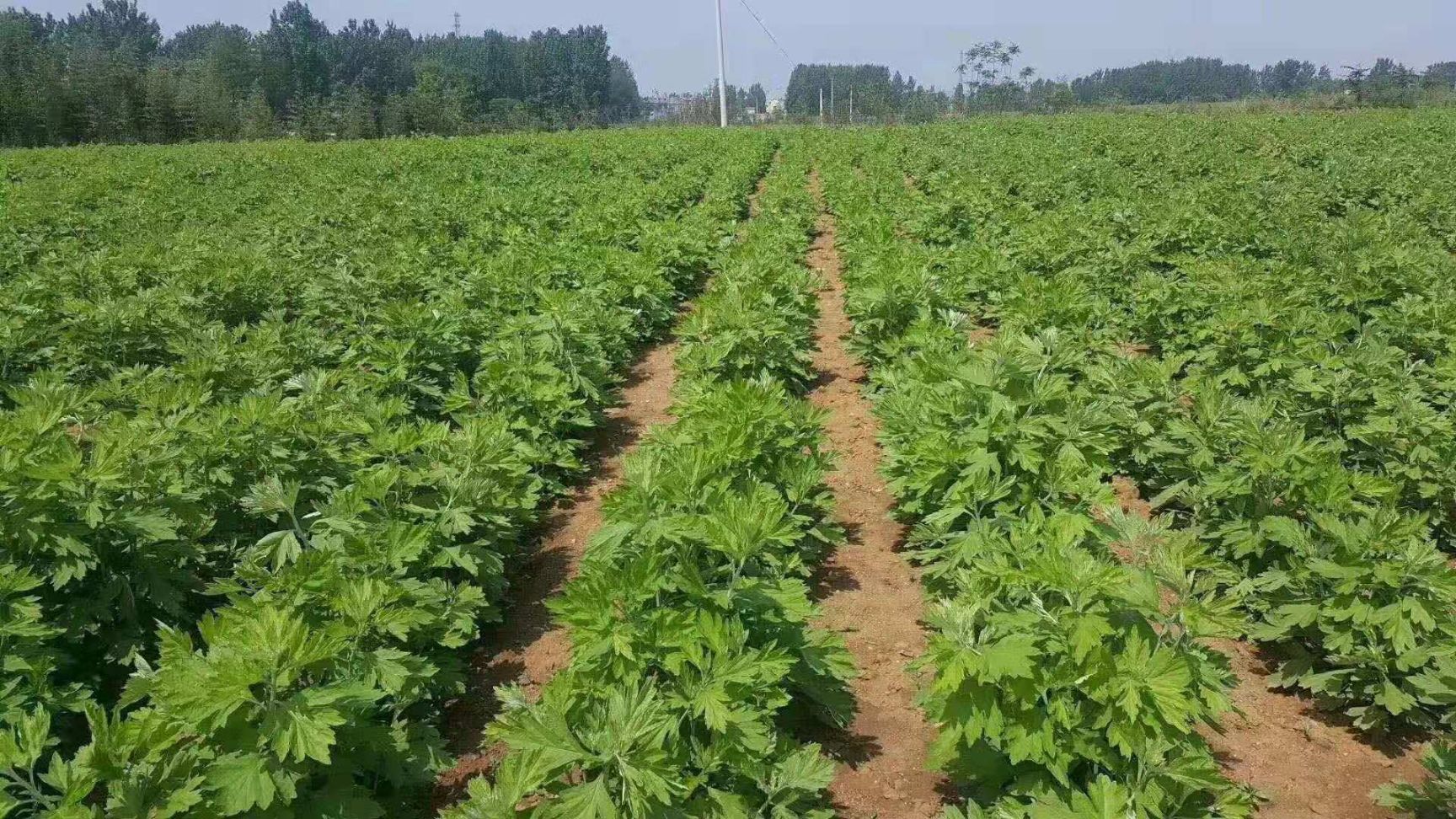 以上,大小加工工厂一千五百家,是目前国内最大的艾草种植和深加工基地