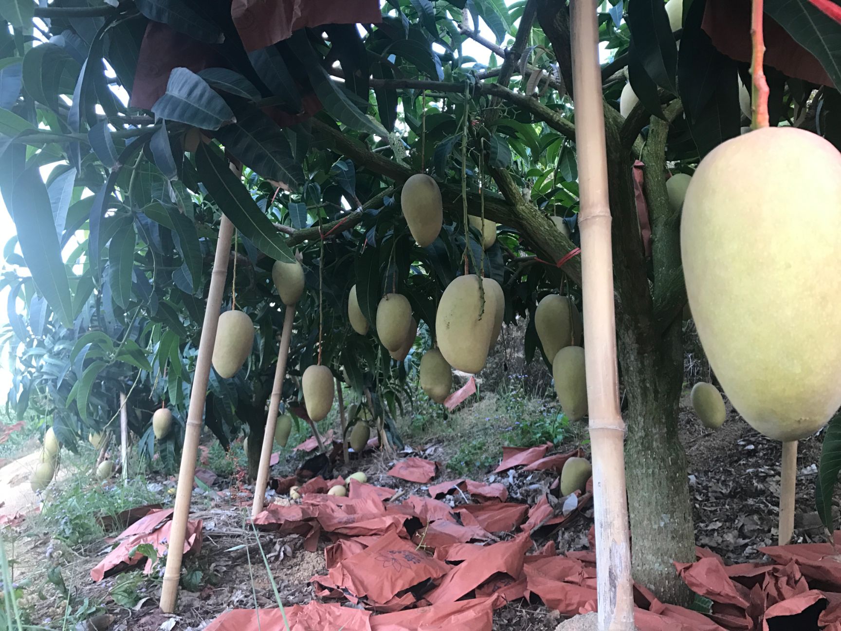 海南三亚香甜玉文芒果顺丰包邮基地直发