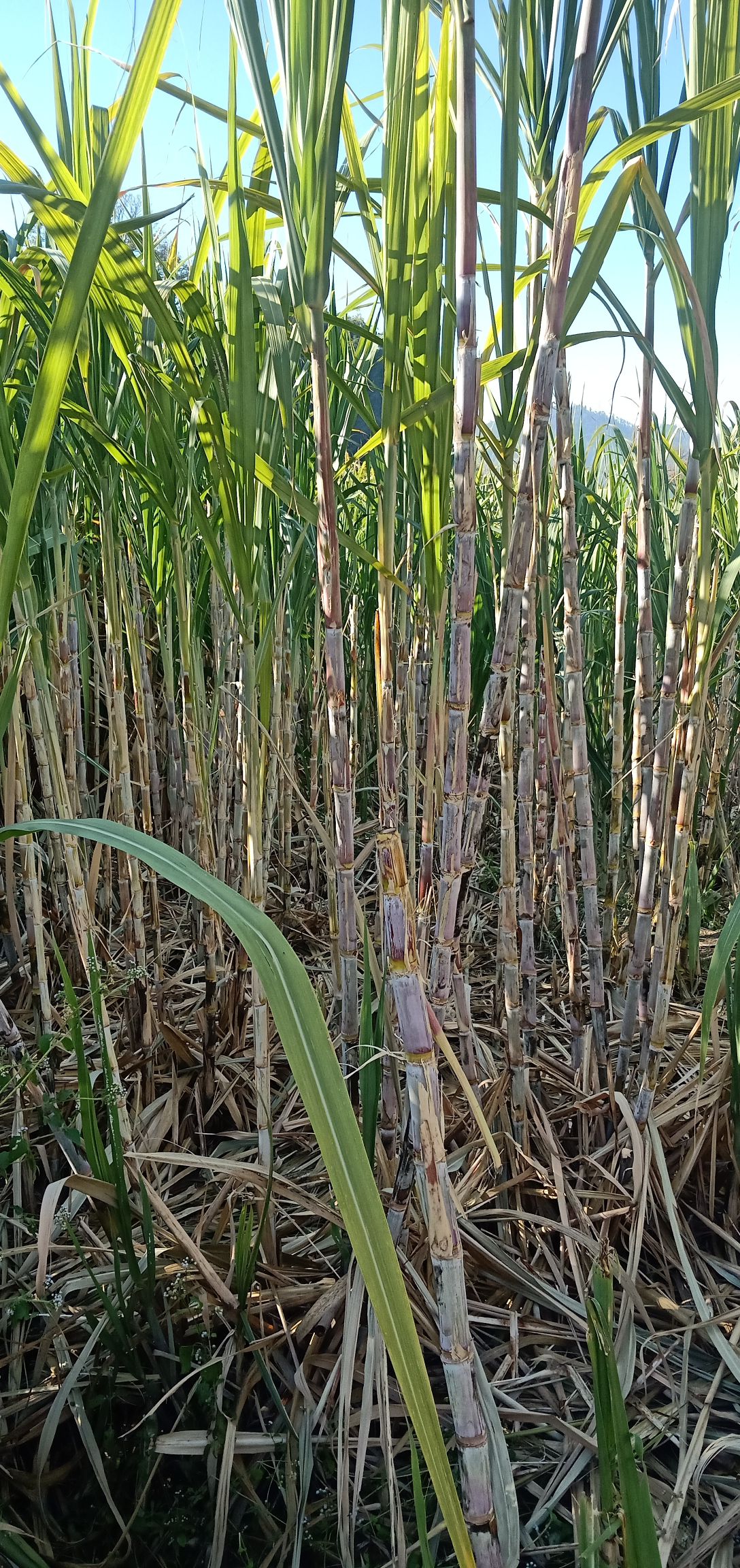 水果甘蔗糖甘蔗罗汉甘蔗