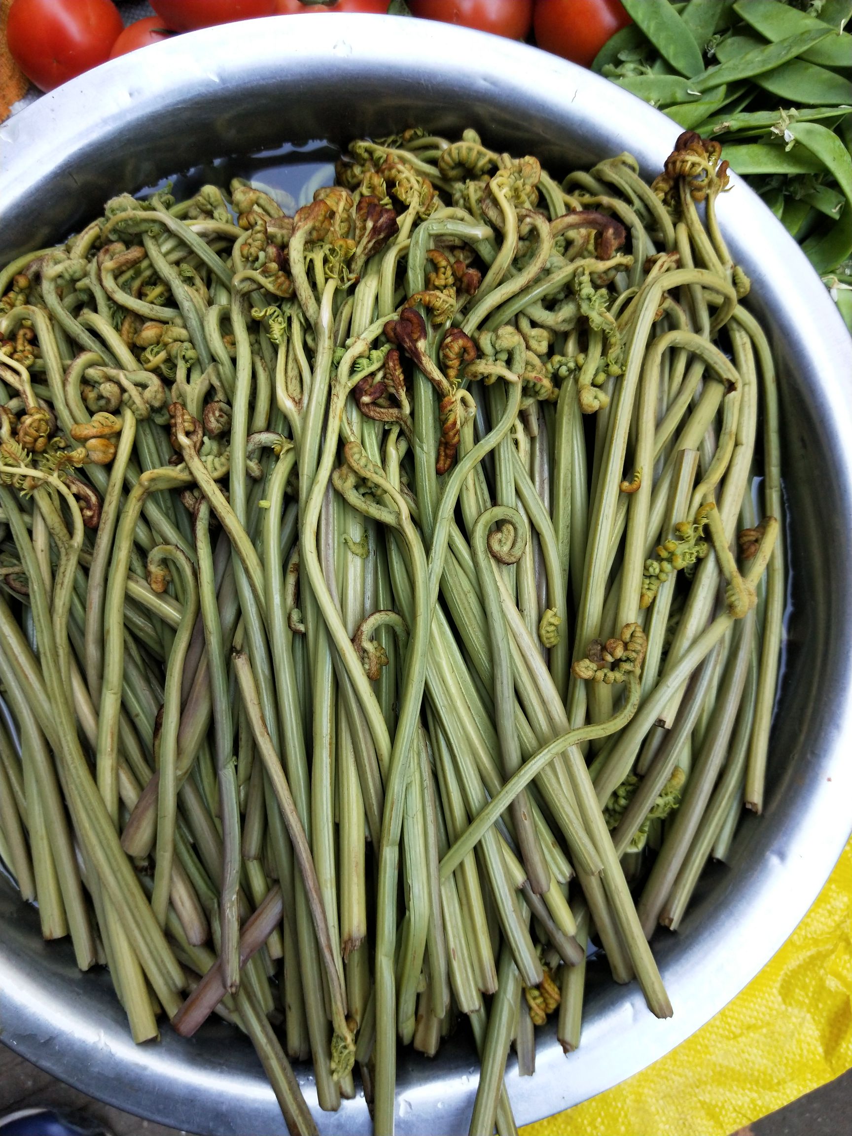 [高山蕨菜批发] 蕨菜价格10元/斤 - 惠农网