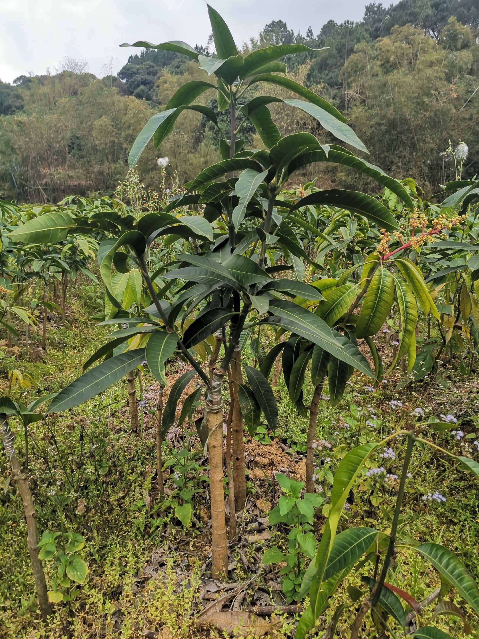 金煌芒,金煌芒果苗芒果树苗四季芒果苗桂七芒果树苗澳芒芒果苗