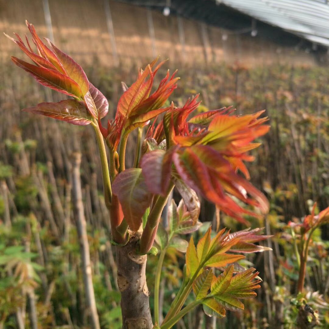 香椿芽新鲜寺头露天头茬红香椿头山西运城香椿蔬菜20年2斤包