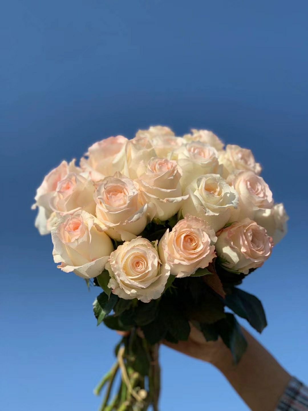 鲜花批发专区小白兔玫瑰鲜切花一扎20枝粉白色云南基地直发