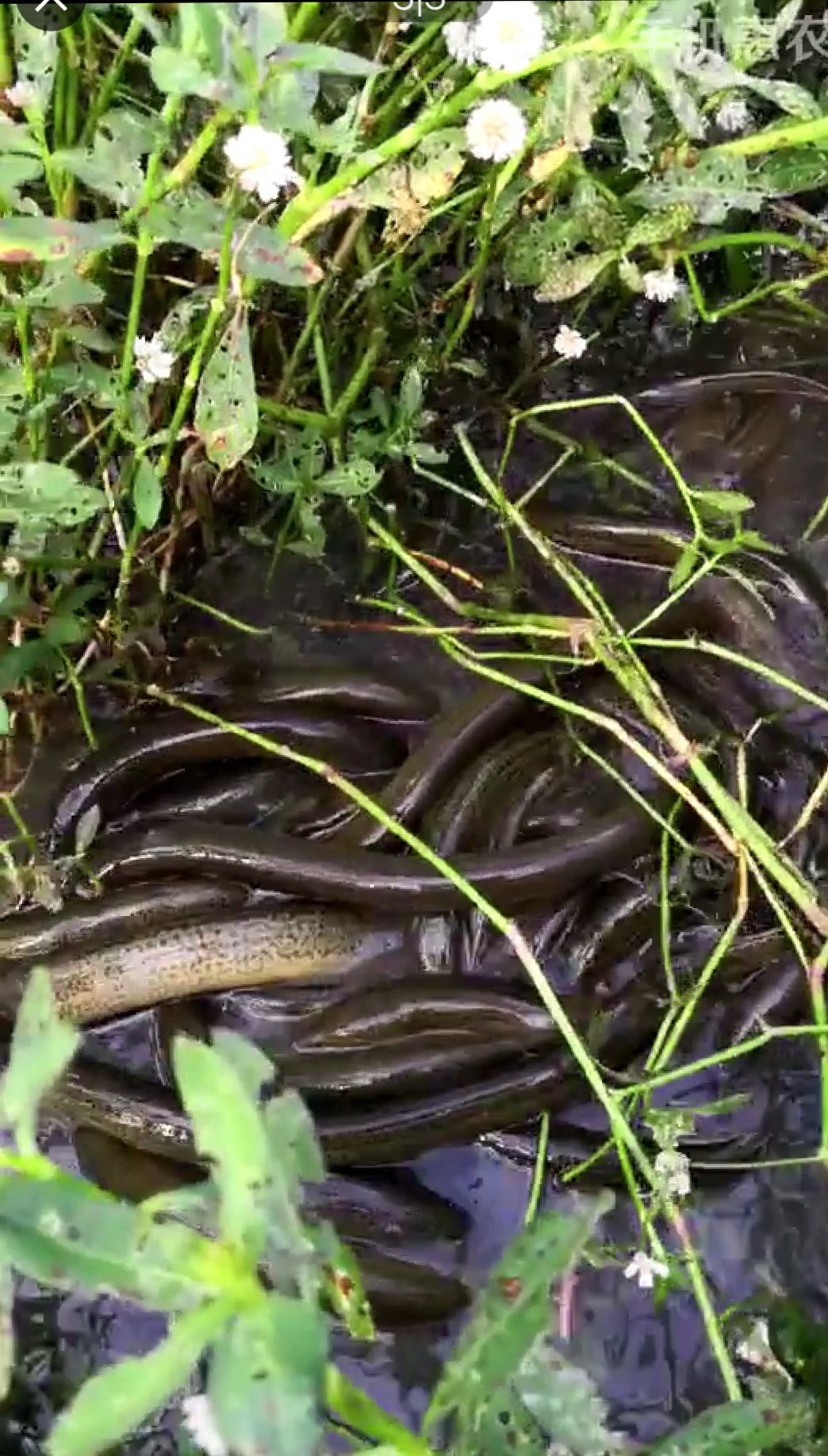 商品黄鳝 外地不考虑,只限湖北.