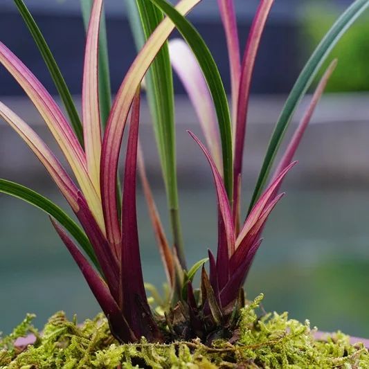 浓香室内兰花盆栽 红芽红艺建兰红花 阳台绿植花卉四季开花