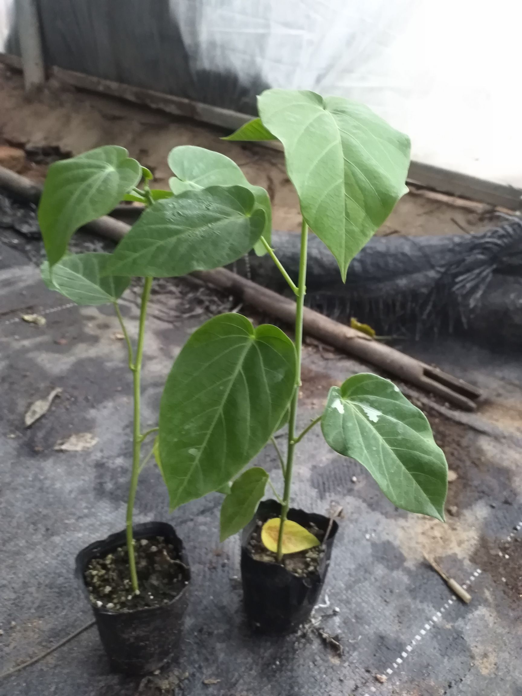 热情百香果苗 热情果苗