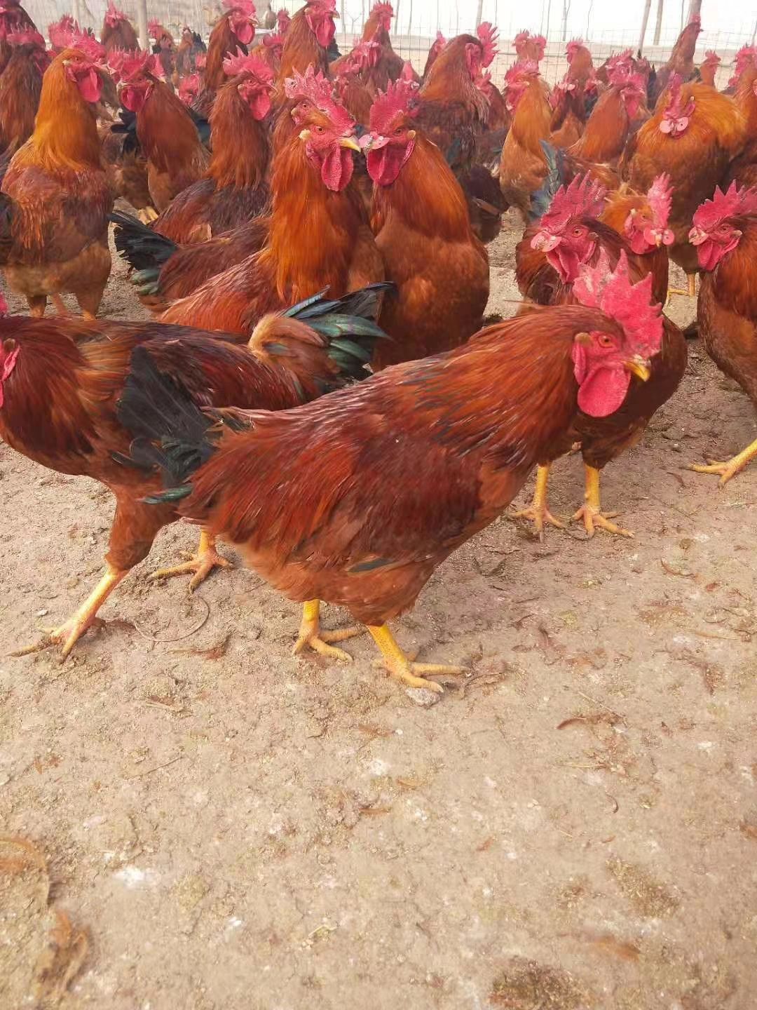 b380鸡 2斤以下 统货