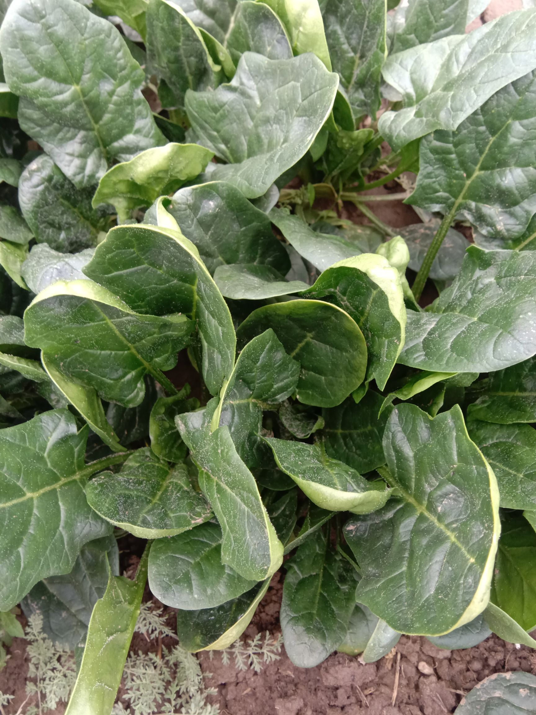 黑圆大叶菠菜有10亩地,保证质量,服务第一,诚信待人