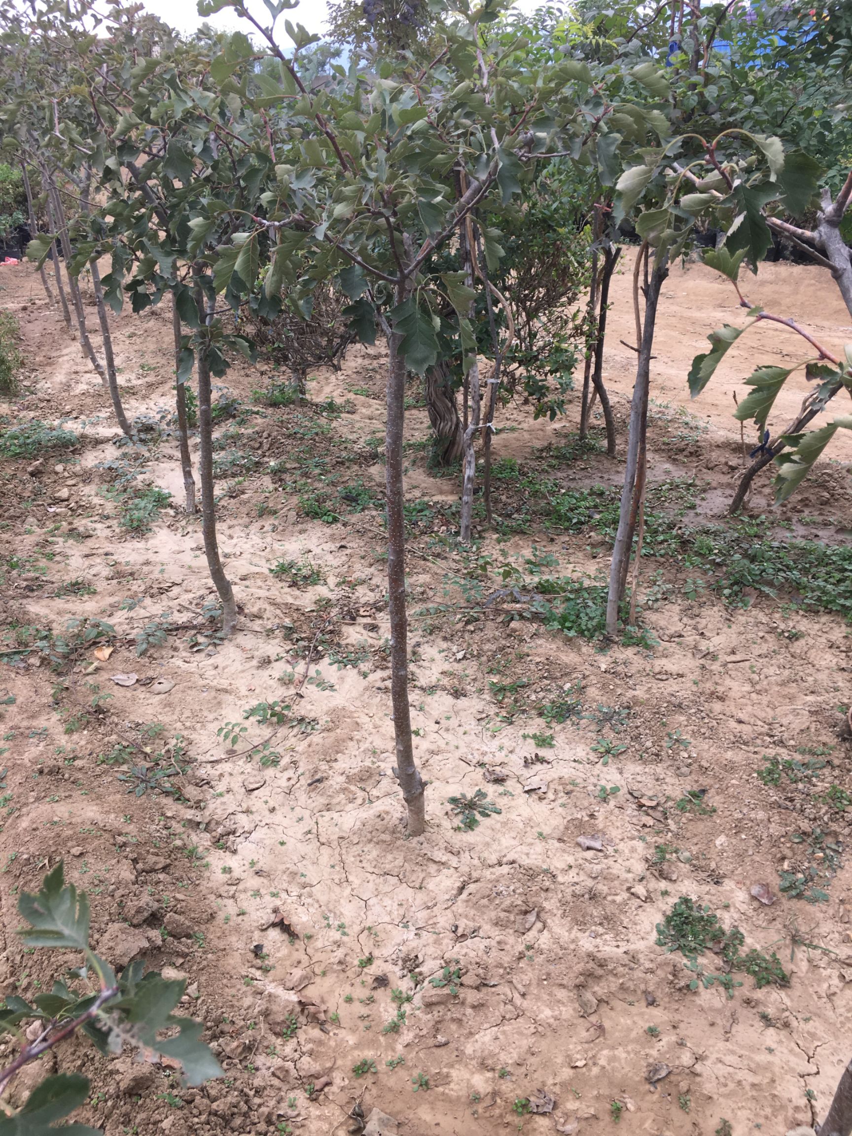 甜红子山楂树苗 基地直销现挖现卖包品种包成活适合南北方种植