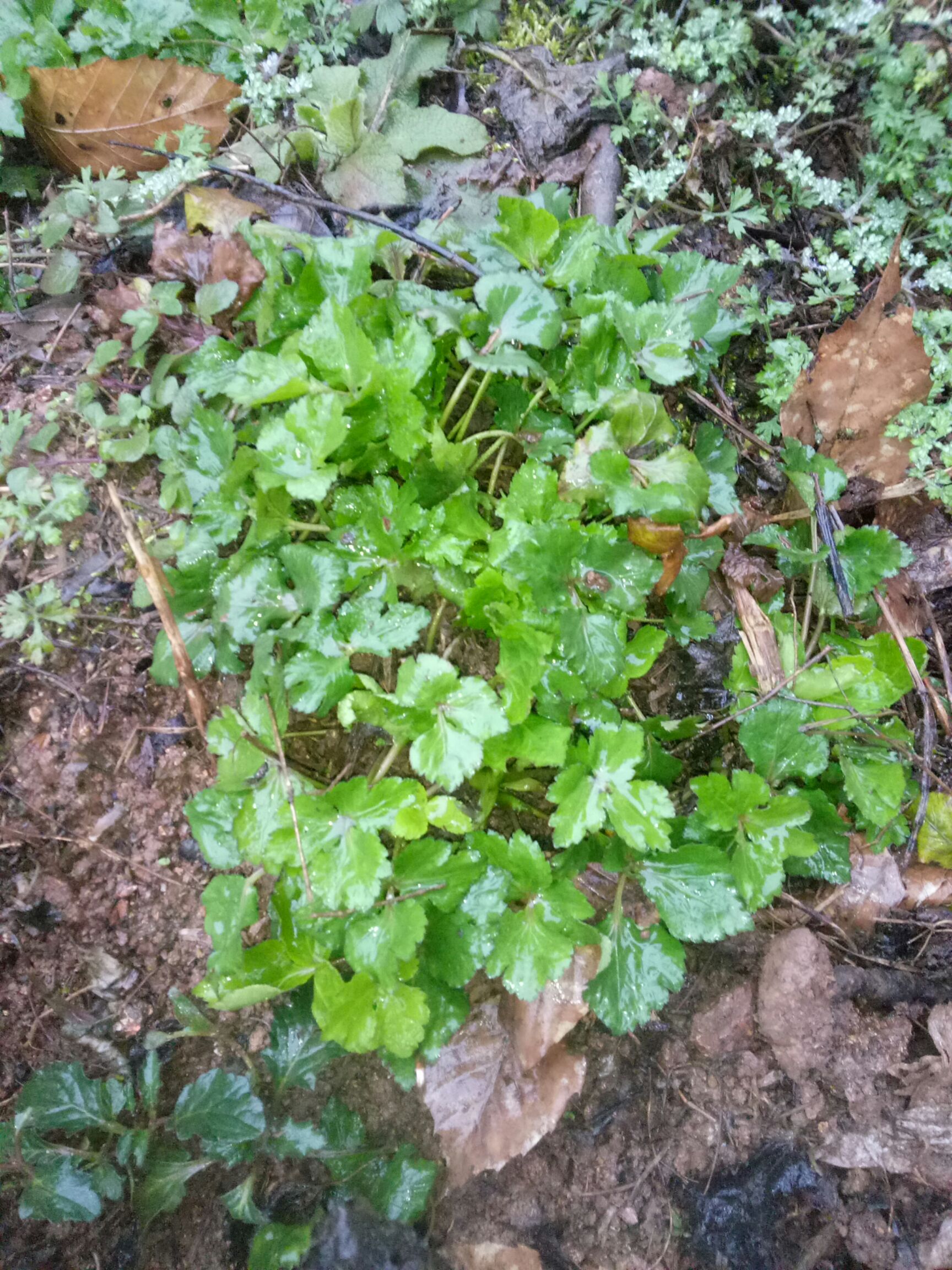 山芹 鸭儿芹