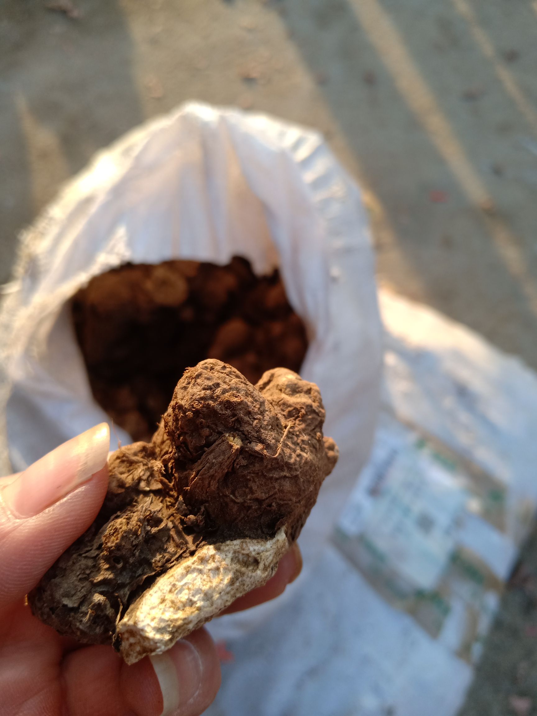 苍术朱砂点气味大无流全干一斤包邮