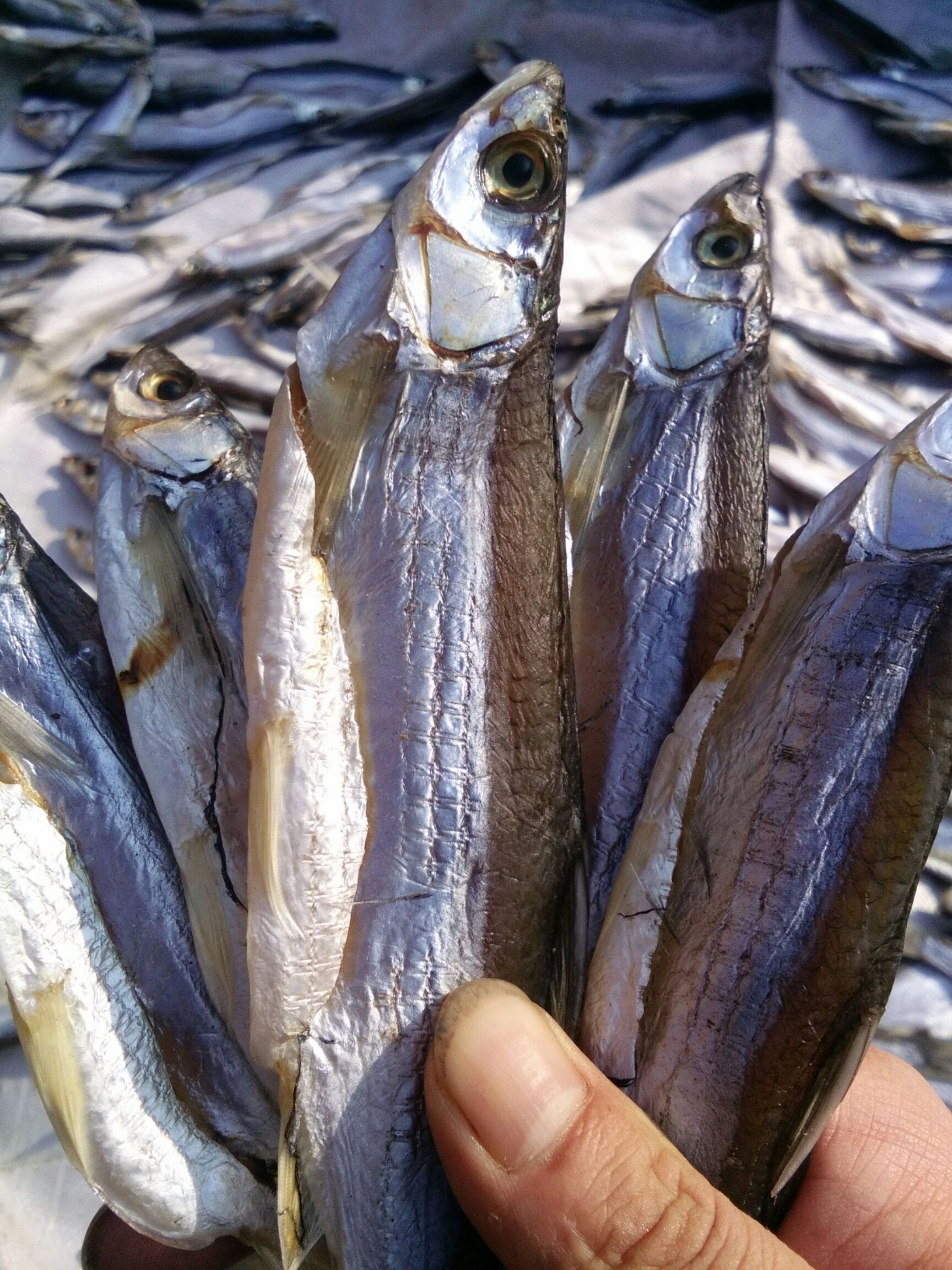 刁子鱼干 蓝刀,翘白,白肖,餐,刁子鱼