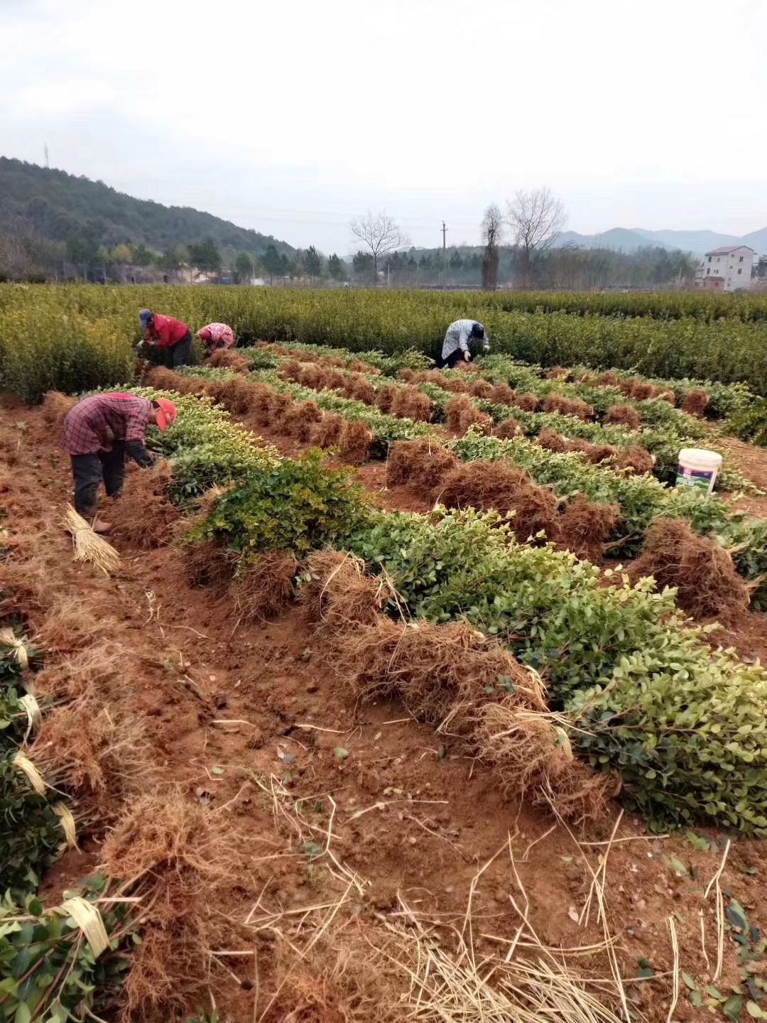 全国高产油茶苗培育基地长林系列高产油茶苗