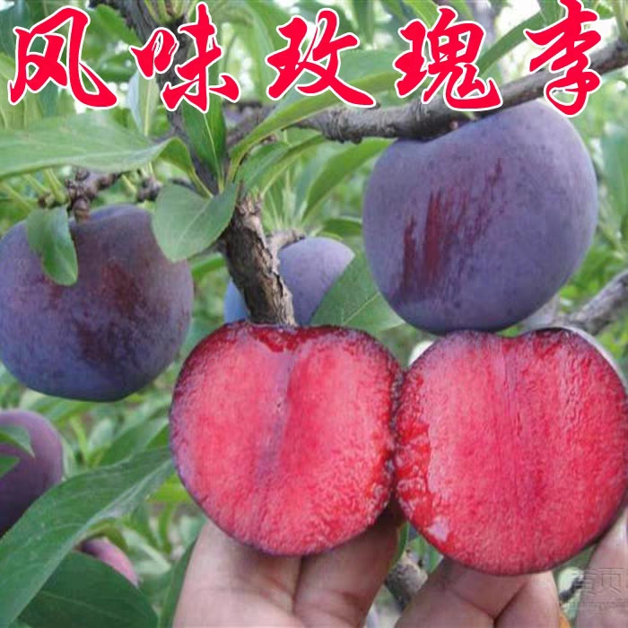 风味玫瑰李子苗 引进新品种 风味无核巨王李 甜度高 果个大 高产 早熟