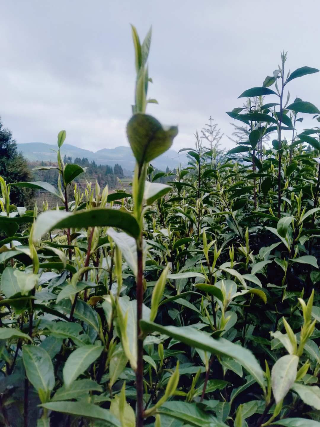 古丈毛尖 茶,香叶,嫩芽!