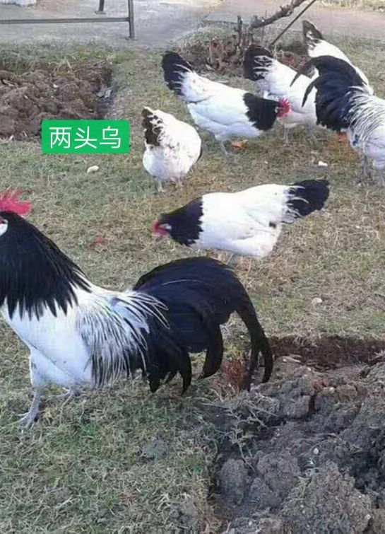 乌鸡蛋 受精蛋观赏鸡两头乌宠物种蛋