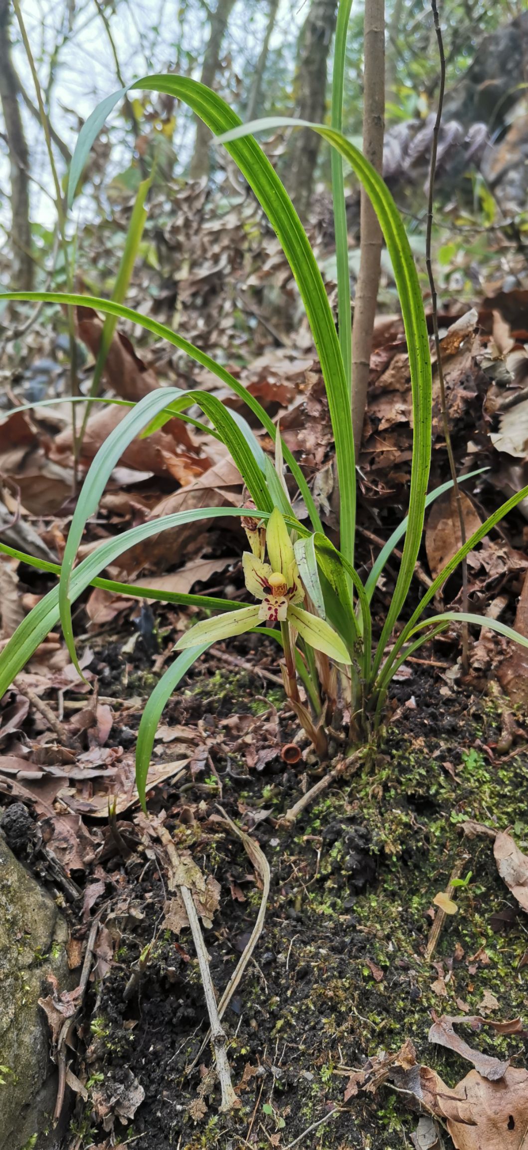 贵州兰花,春兰.