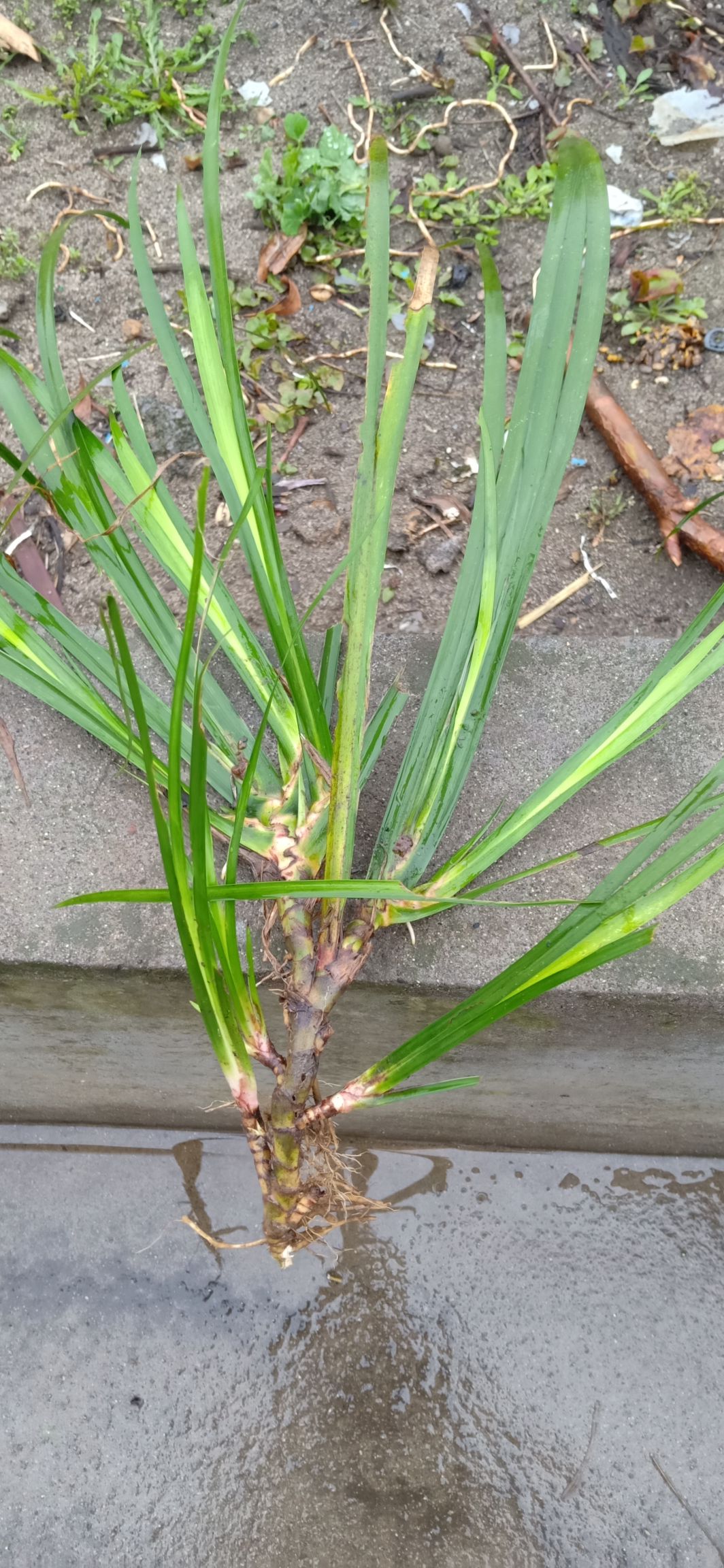宜昌石菖蒲苗