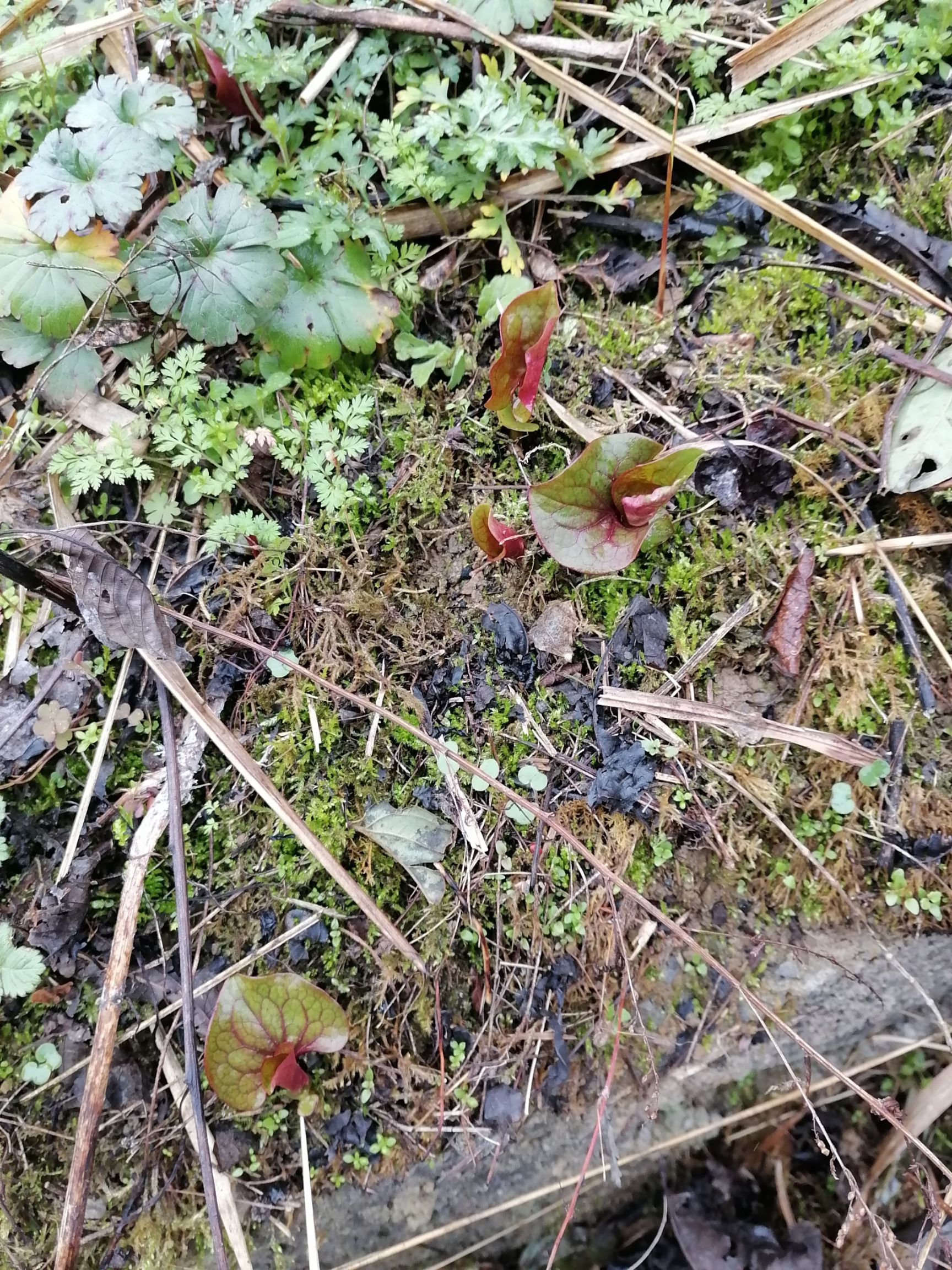 野生鱼腥草 山生折耳根