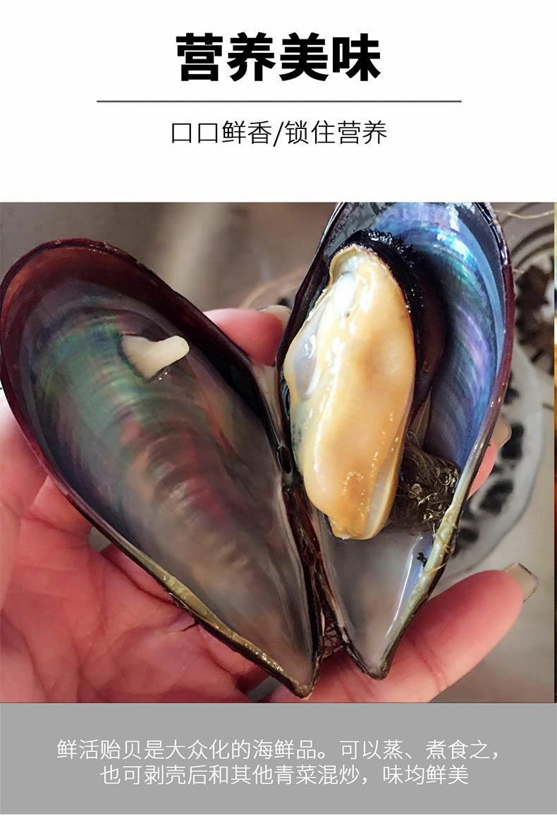 【顺丰包邮】海虹鲜活青口贝水产淡菜海鲜水产5斤青口贝