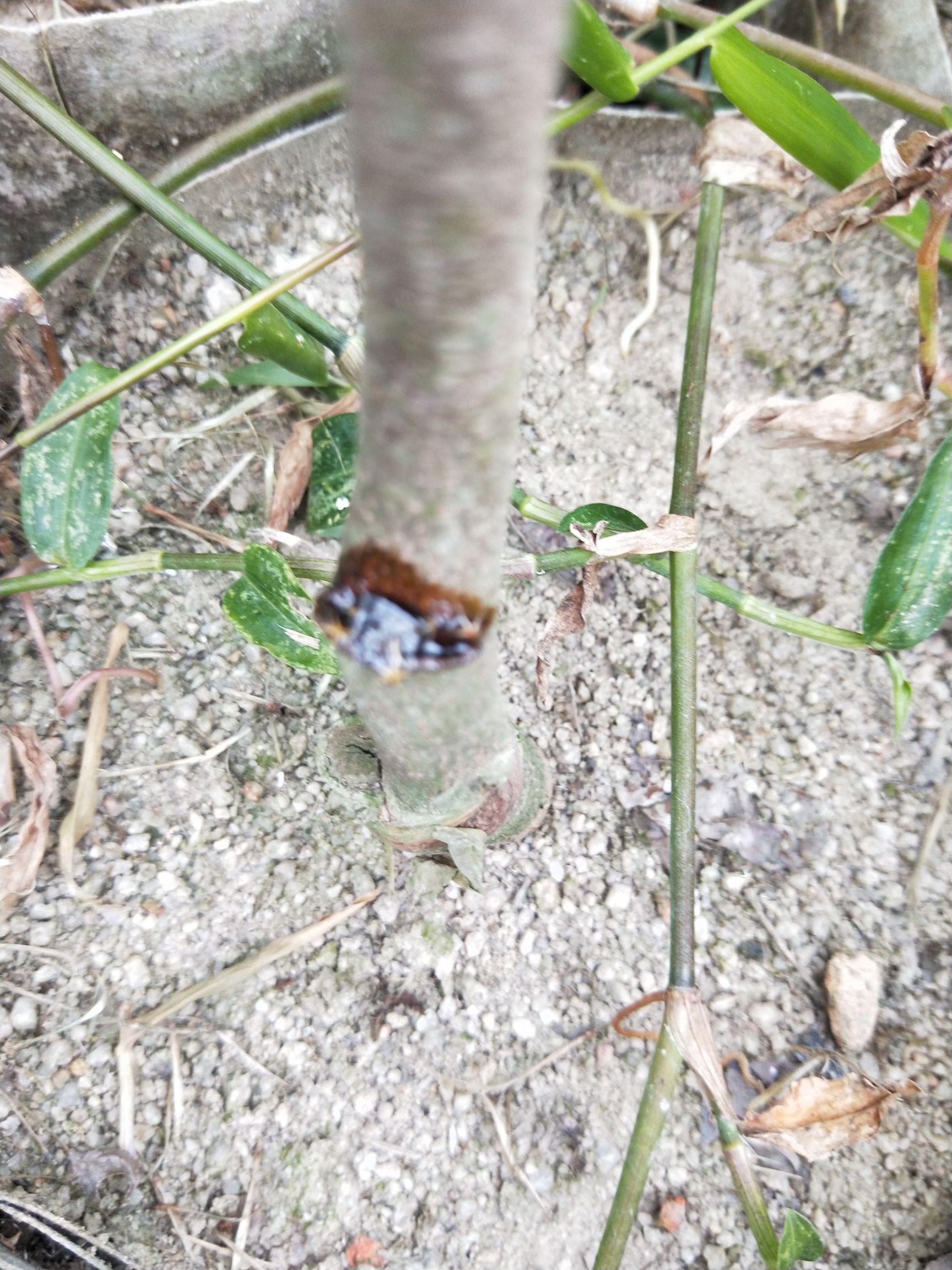 奇楠沉香树 油油流流,布袋苗,80高左右