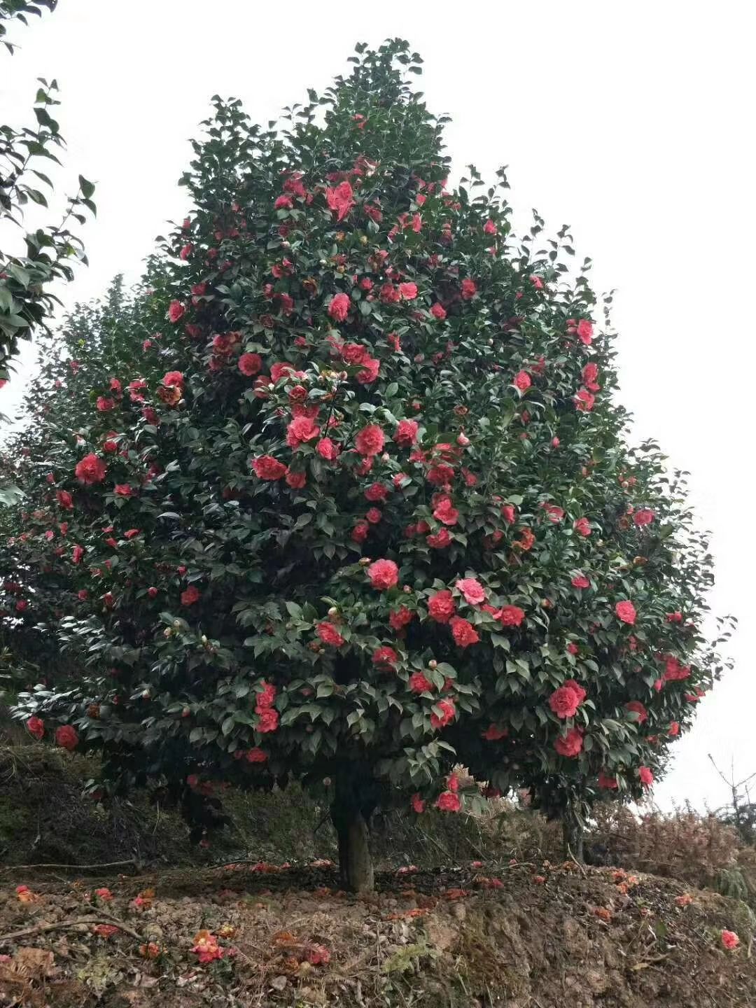 精品茶花