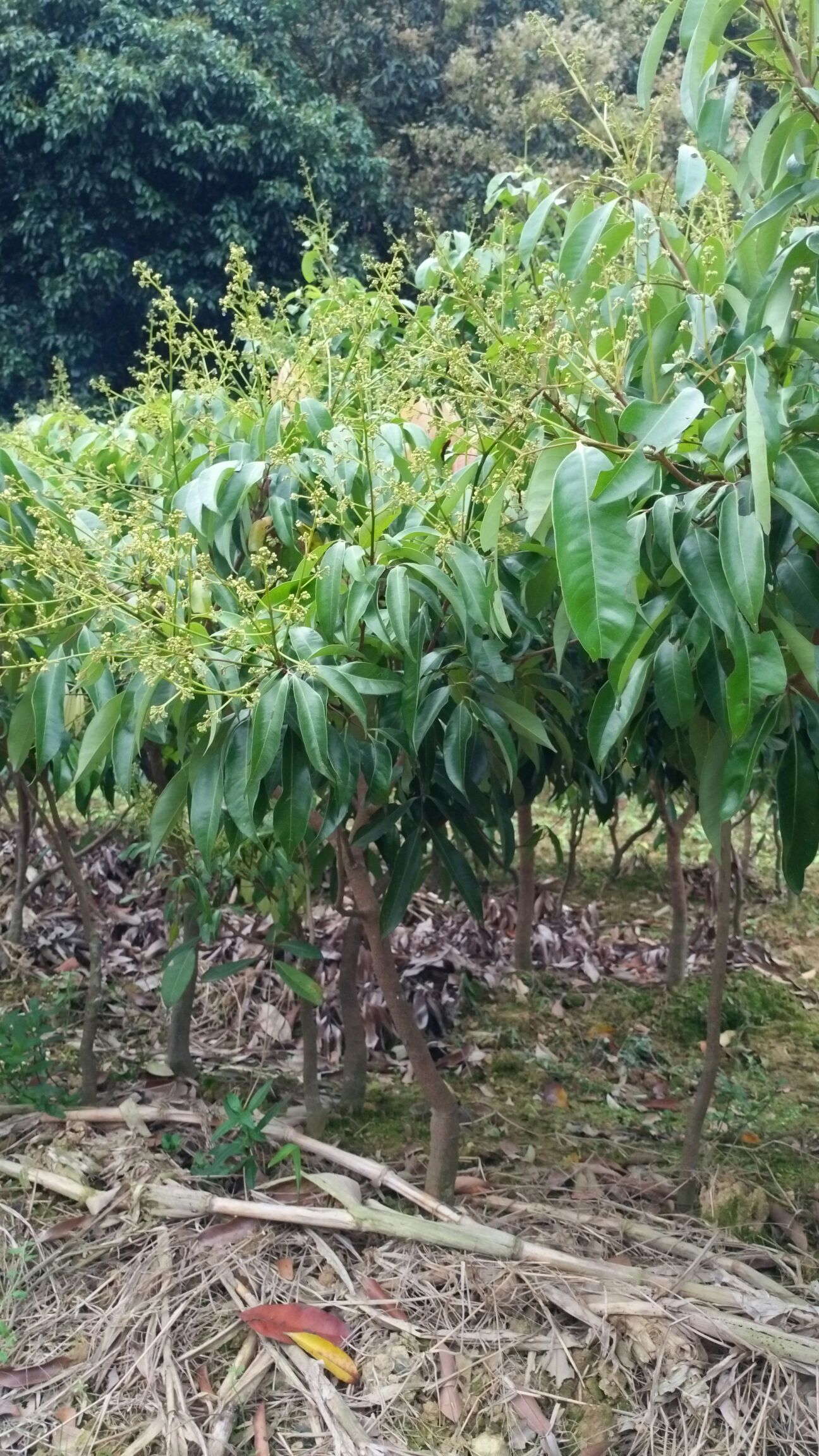 荔枝树苖无核桂味妃子笑鸡嘴荔枝苗树嫁接荔枝树四季南方种植水果