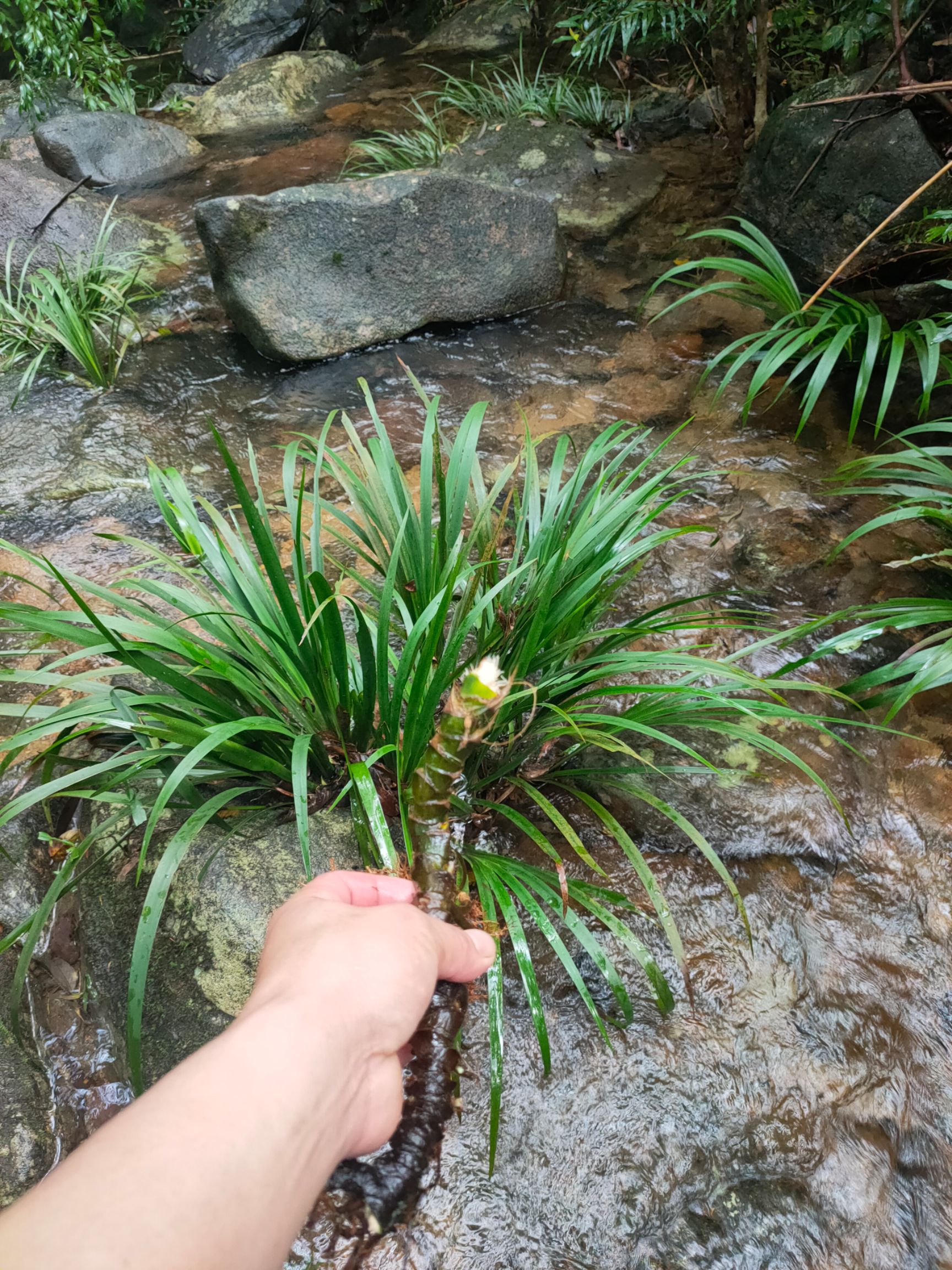 品种名:石菖蒲 品种名:石菖蒲          广西十万大山石菖蒲