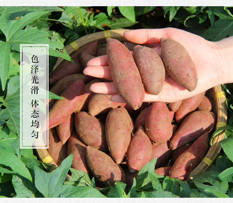 沙地紫薯新鲜 番薯板栗红薯地瓜蜜薯山芋蔬菜批发2/5/10斤