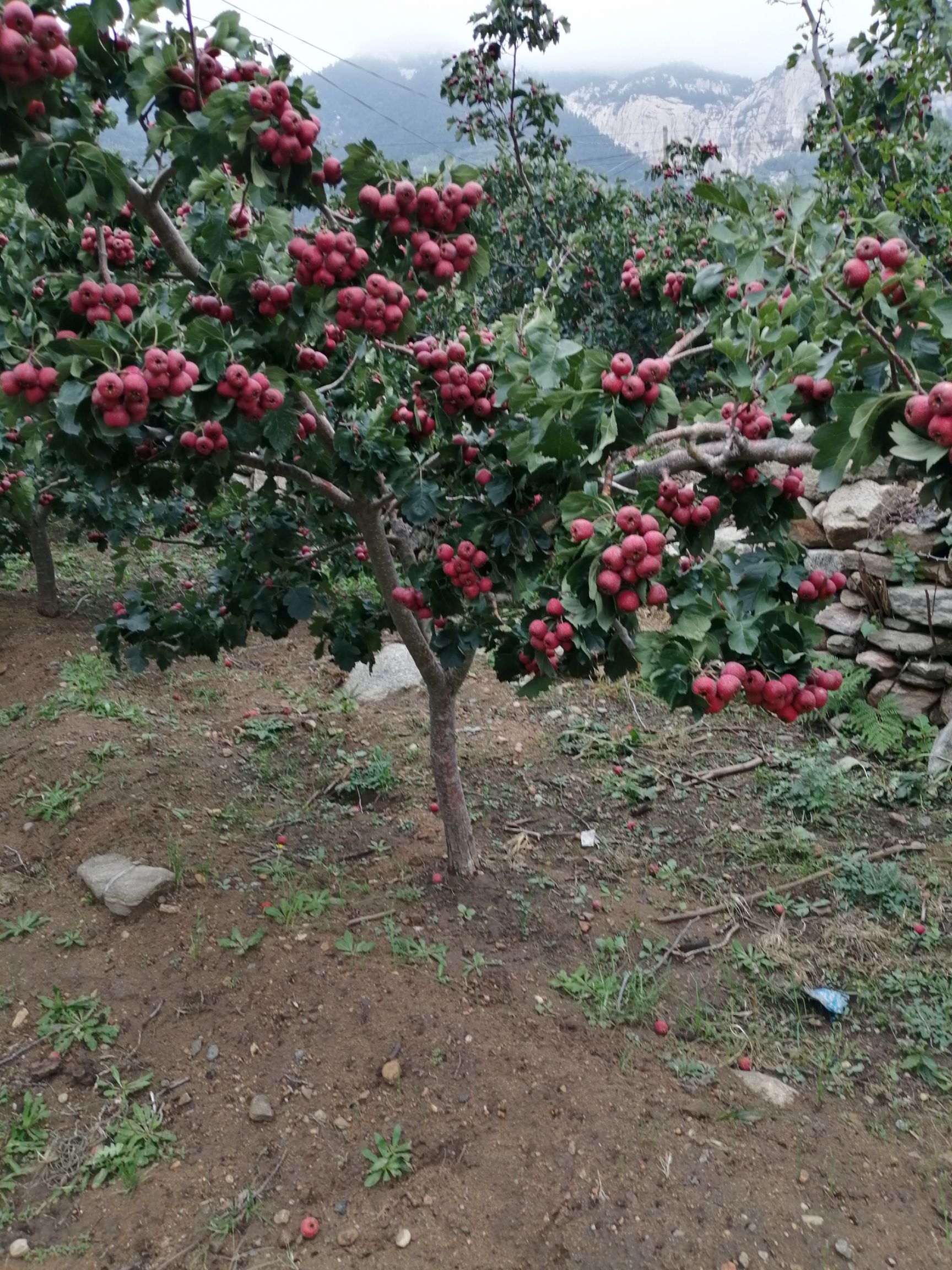 大金星山楂南方北方种植山楂树特大山楂树苗盆栽地栽果树苗