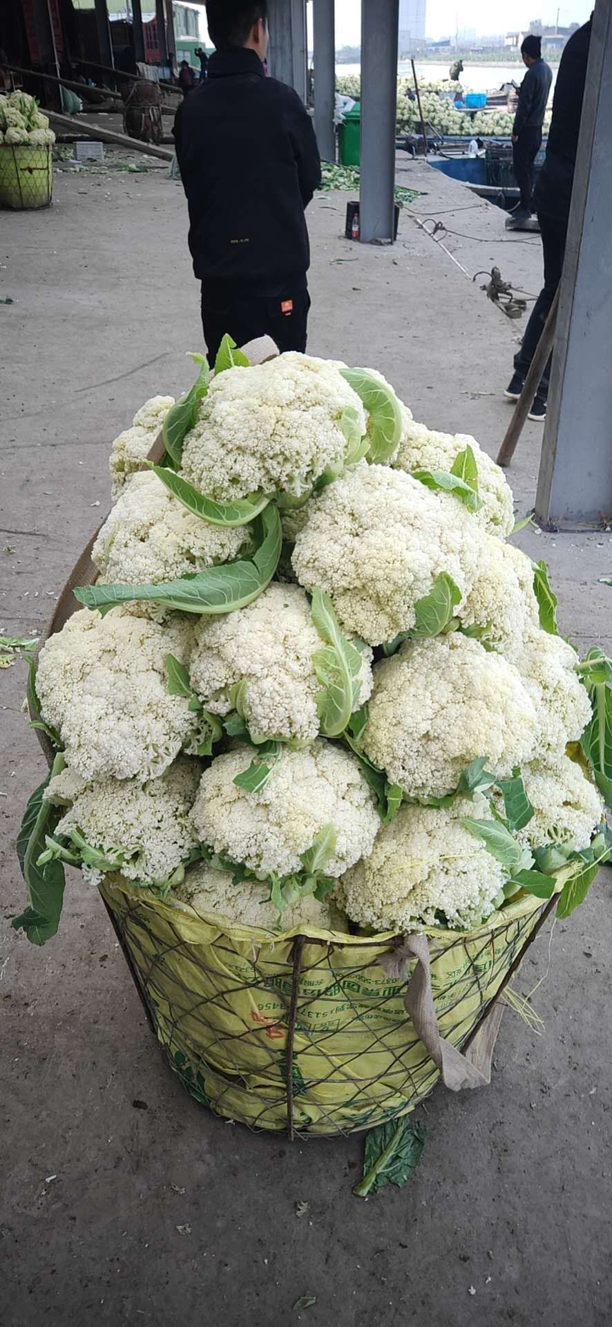 白面青梗松花菜 浙江温州青梗有机散花 超市供货