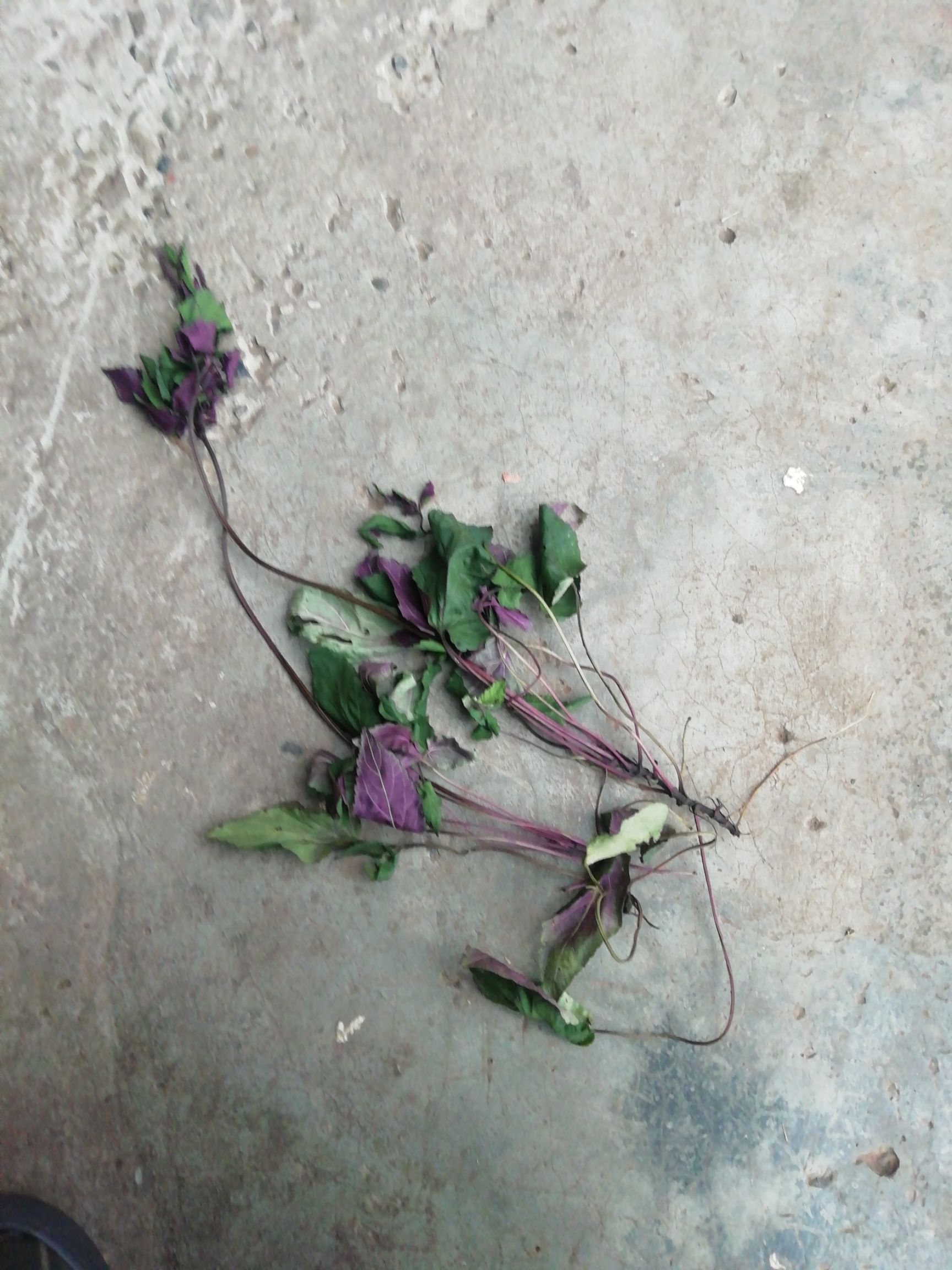 肺心草 药材
