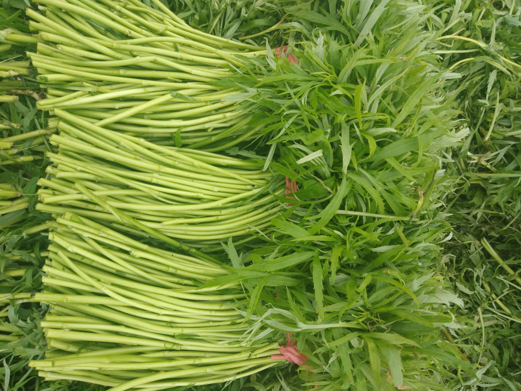 湖北咸宁嘉鱼县青藜蒿 15~20cm