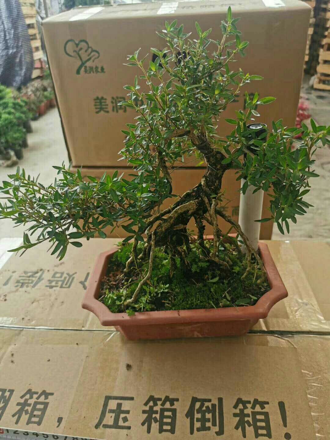 25公分老桩提根六月雪盆栽