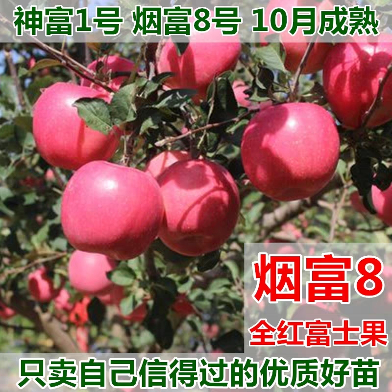 烟富苹果苗 一年生