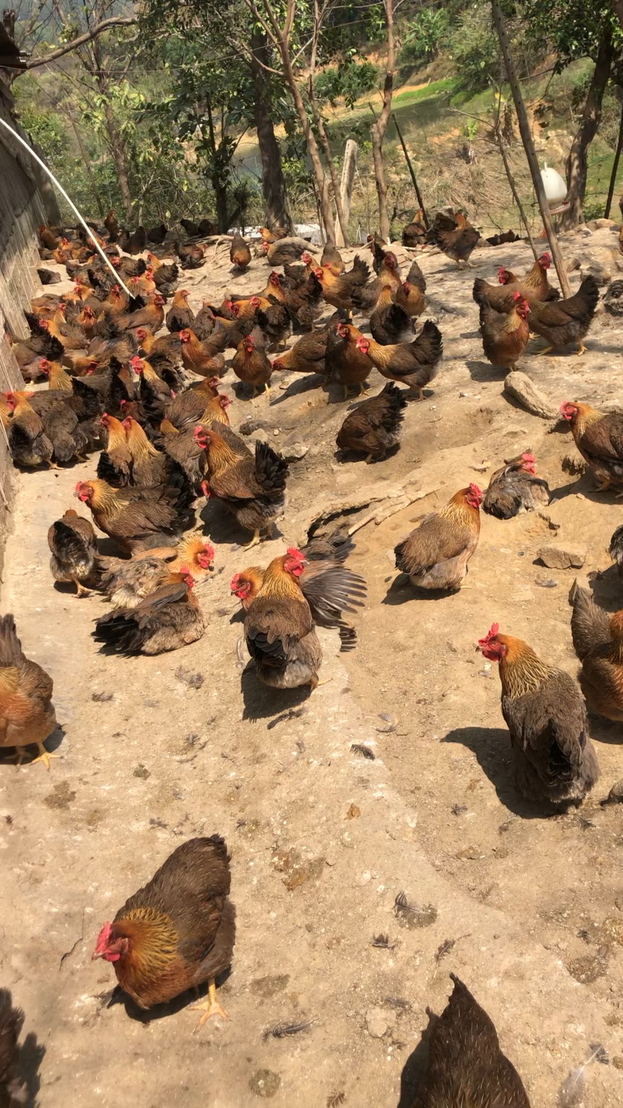 走地土鸡,清远麻鸡--粗粮散养,肌肉紧实