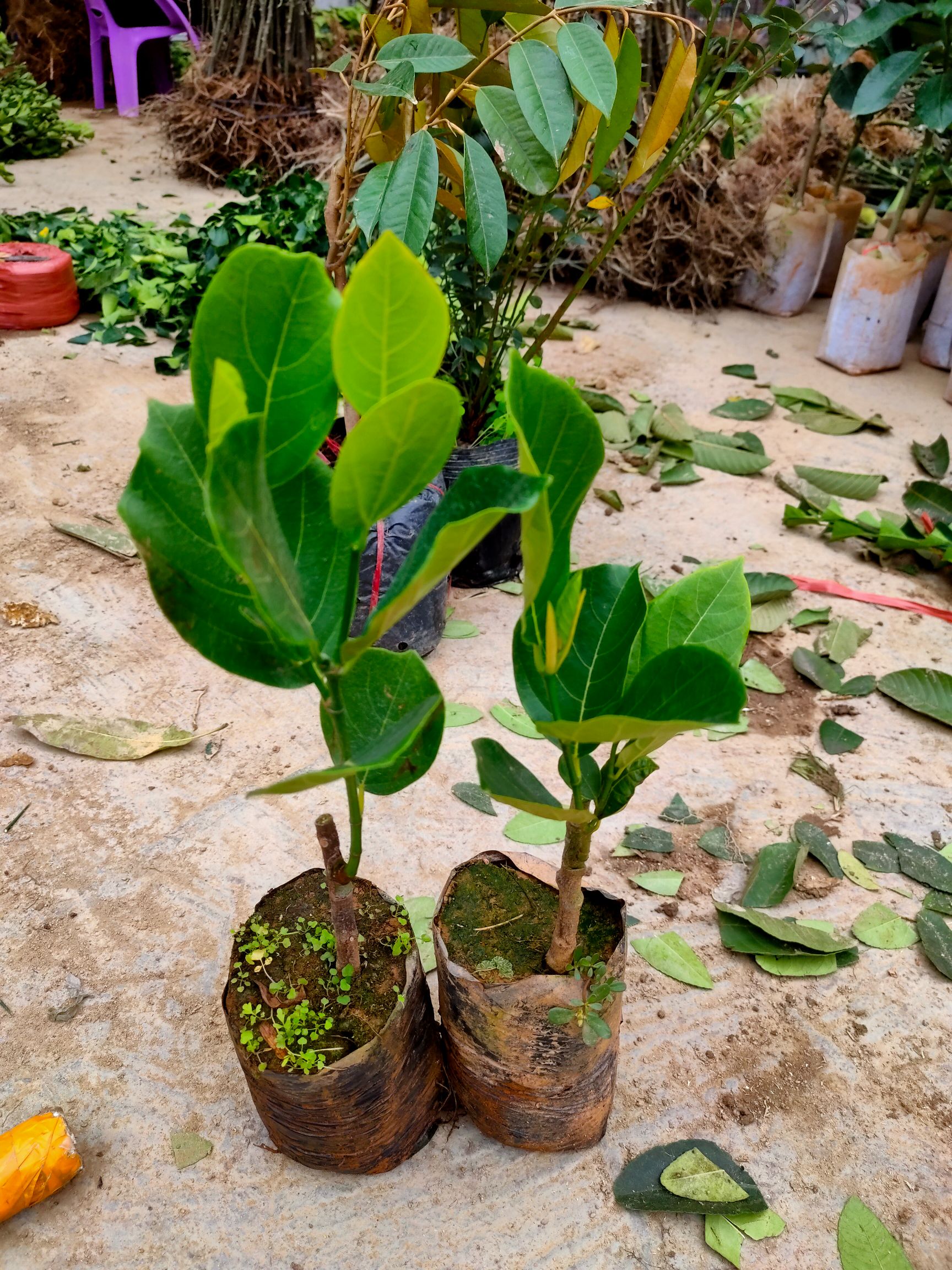 马来西亚一号菠萝蜜苗 菠萝蜜树苗 嫁接马来西亚1号水果苗 南方种植