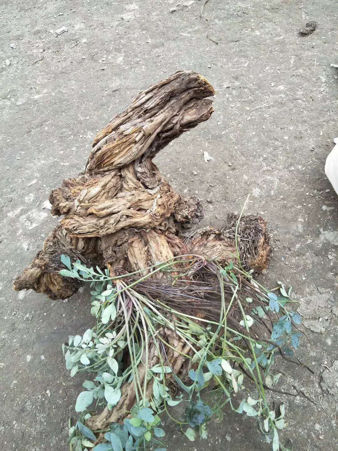岩黄连