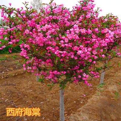 宿迁沭阳县 西府海棠花苗 垂丝海棠 铁杆海棠树苗 北美海棠树苗 绿化