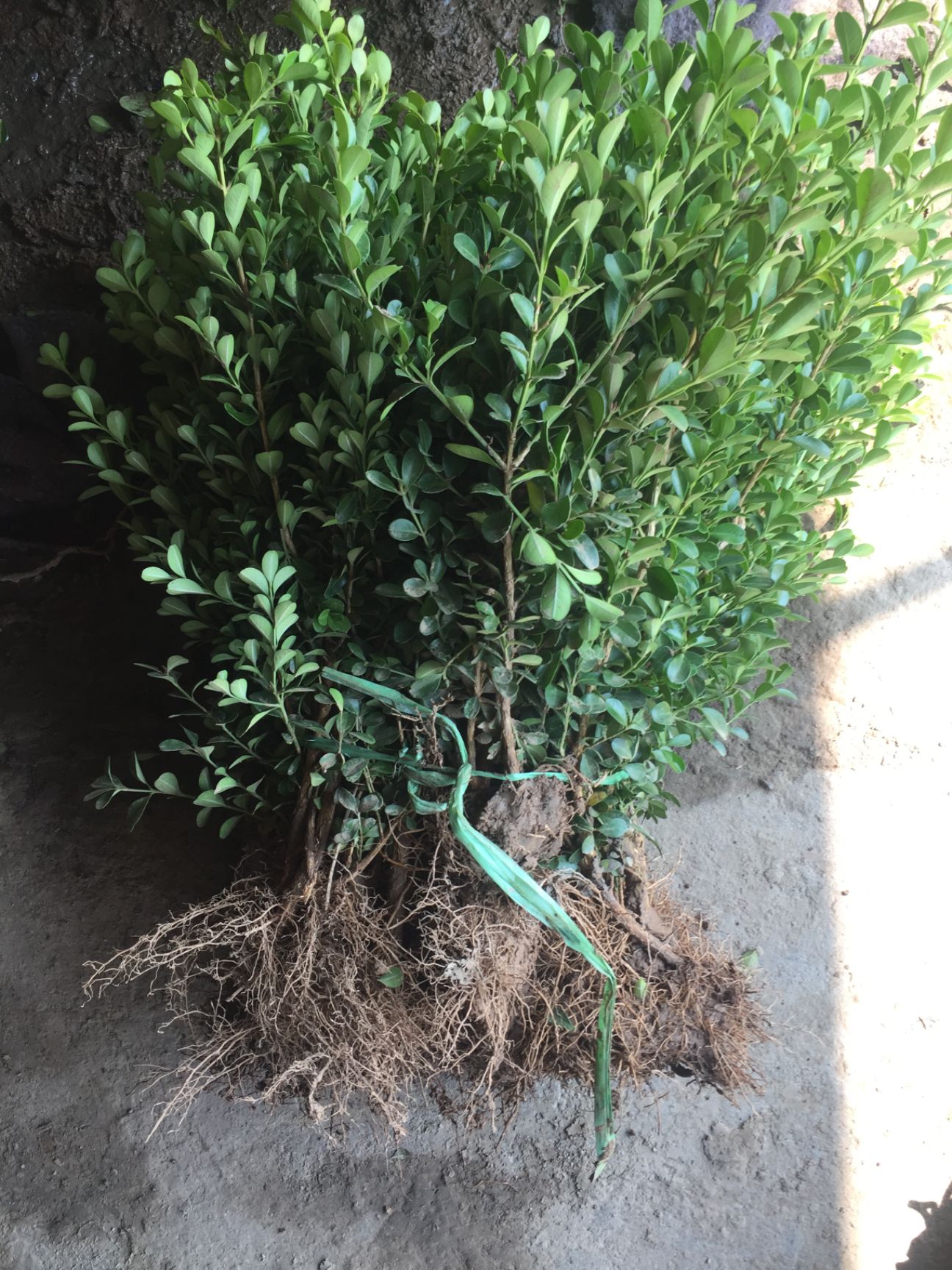 供应大厅  苗木花草  黄杨                  商品详情