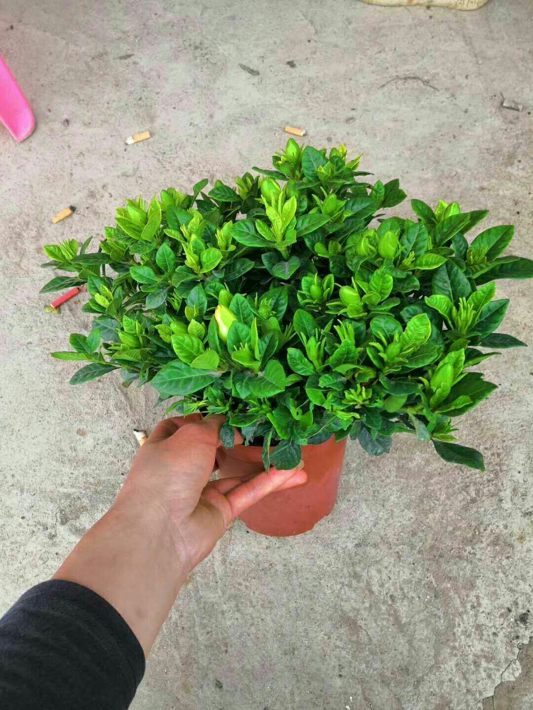 小叶栀子花盆栽