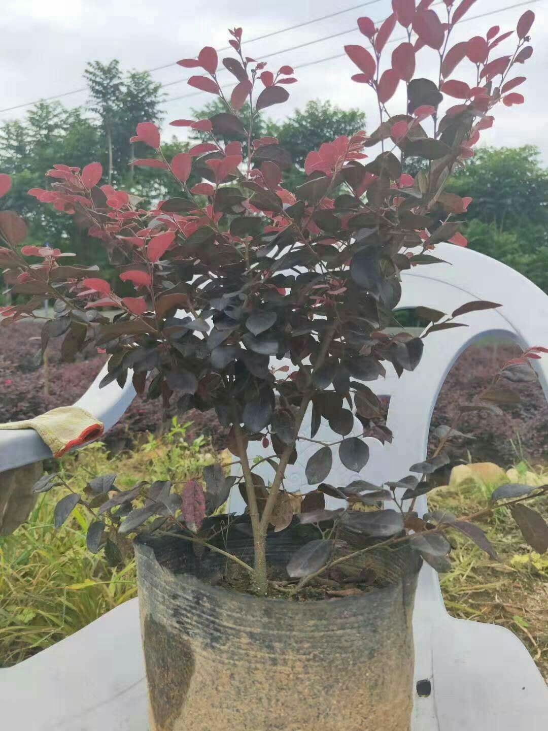 湖北武汉洪山区 红花继木 红花檵木大杯苗 小毛球