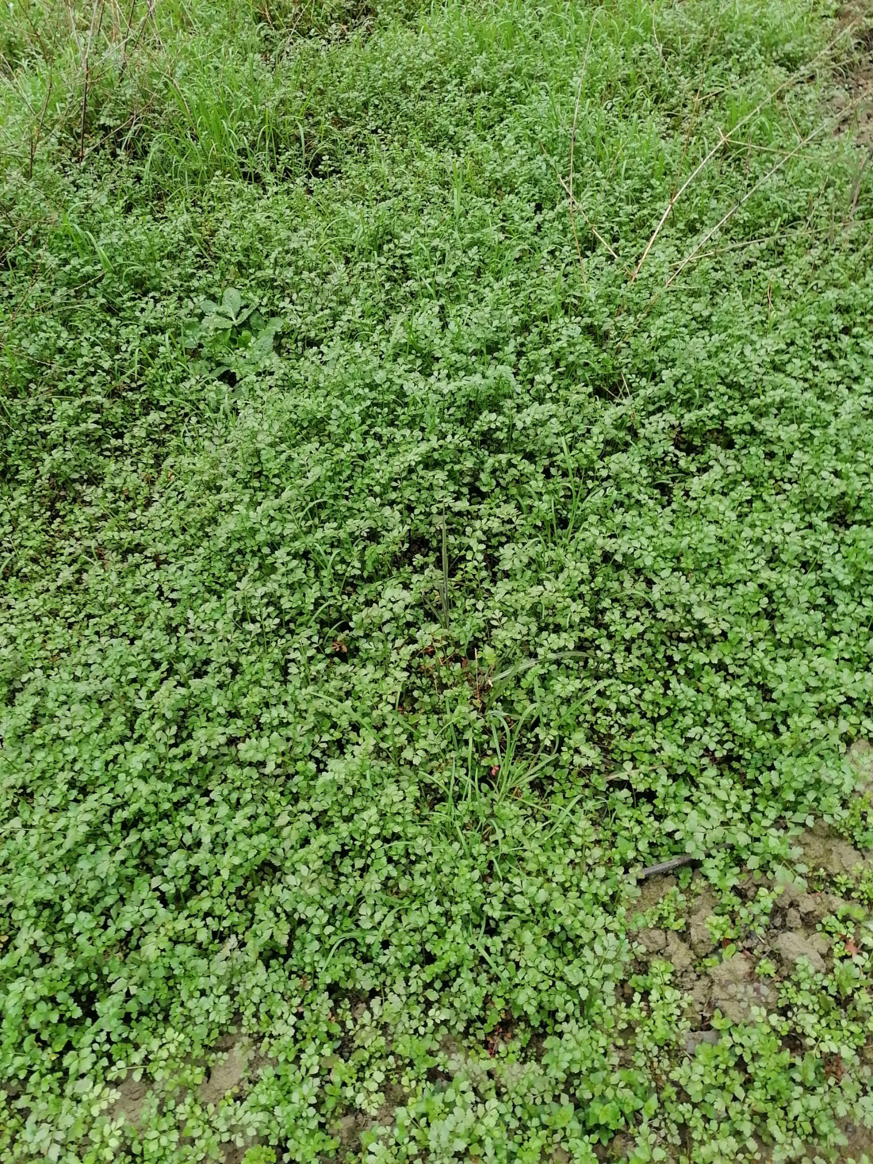 野芹菜