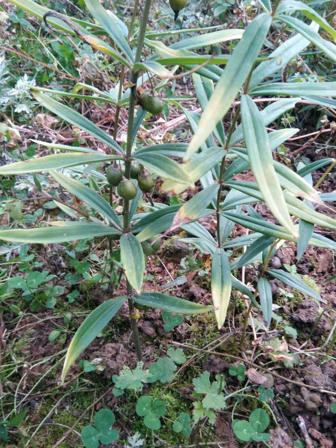 鸡头黄精 高海拔,高含量