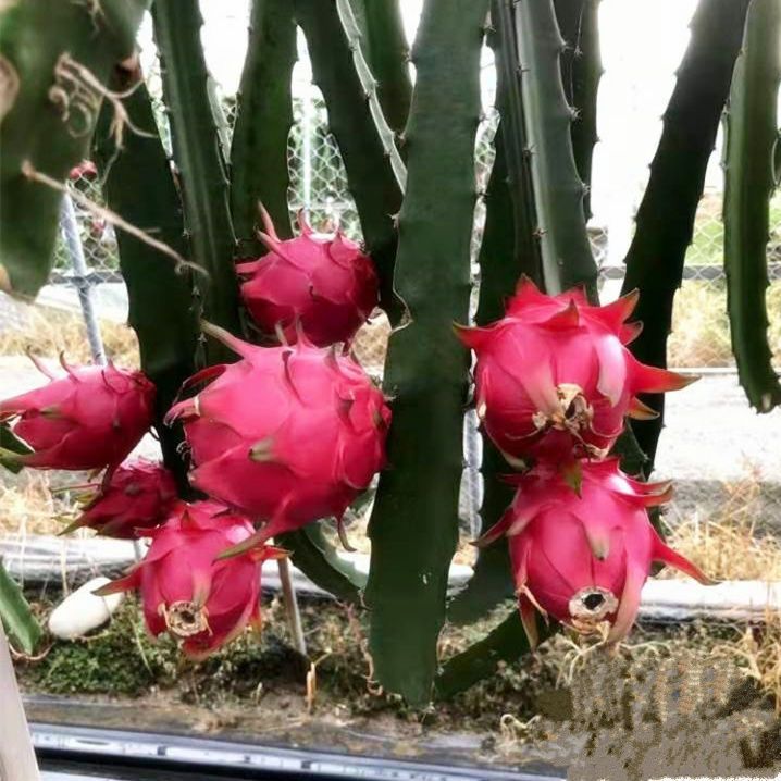 广西钦州灵山县 新品种麒麟火龙果苗 燕窝火龙果苗 红心火龙果苗 包邮