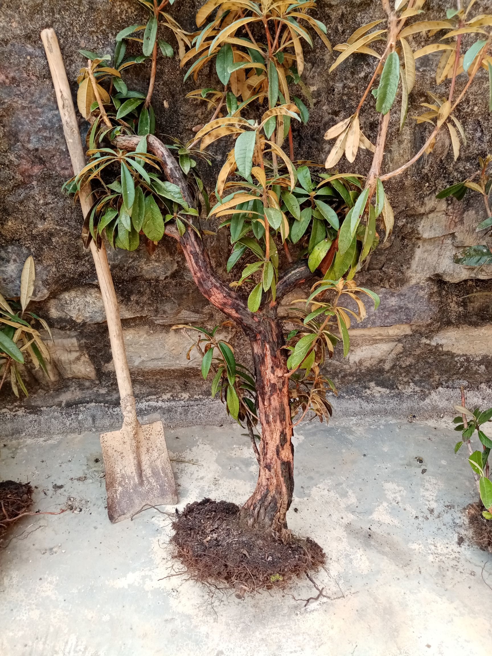 马缨杜鹃 出售马缨花