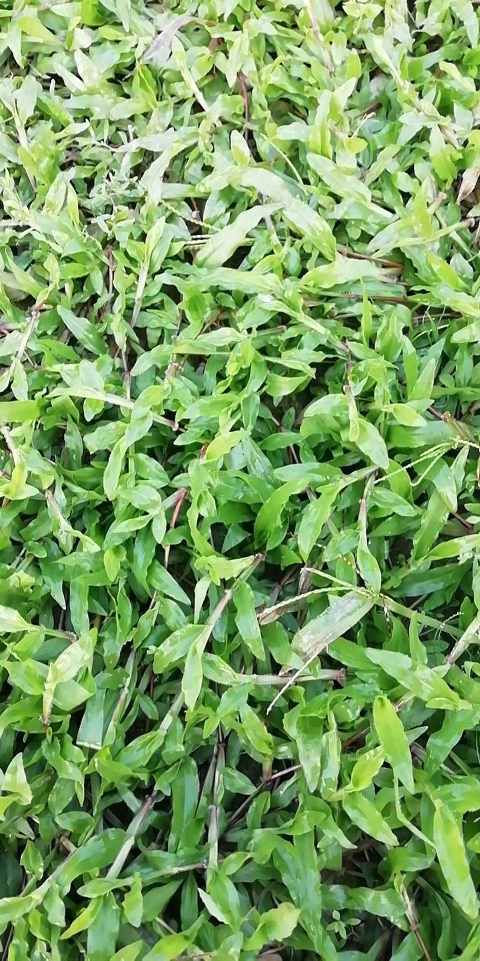大叶油草